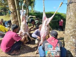 Kolaborasi KSR PMI – UIN KHAS Potong Hewan Qurban di Puncak Gunung Gambir